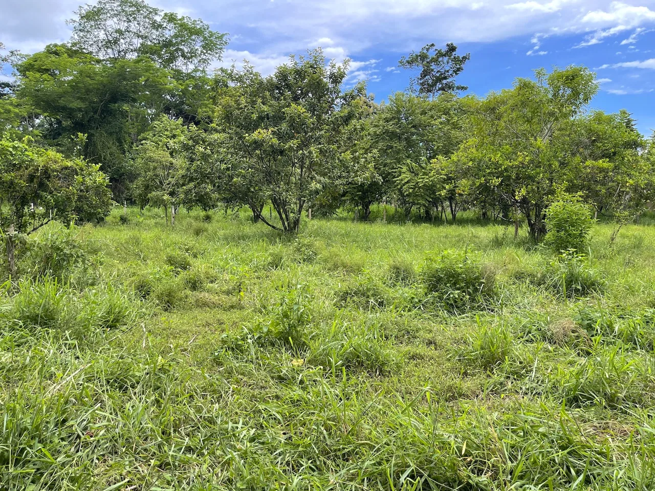 COMMERCIAL PROPERTY WITH AGRICULTURAL LAND IN UVITA – 10.67 Acres, photo 8