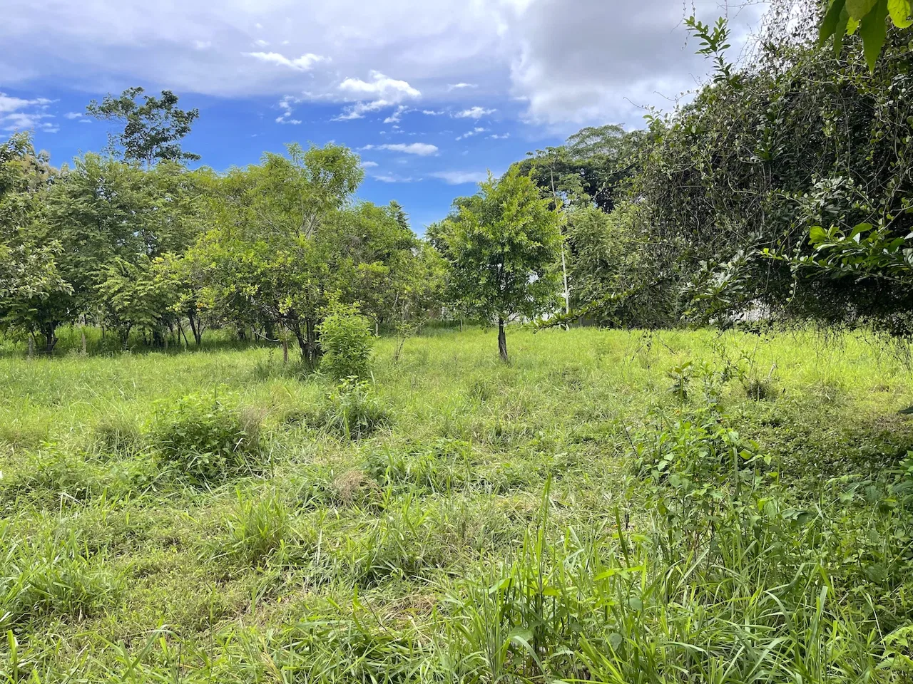 COMMERCIAL PROPERTY WITH AGRICULTURAL LAND IN UVITA – 10.67 Acres, photo 9