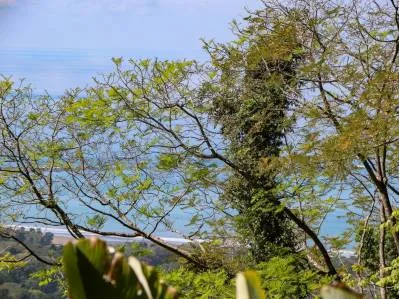 Un lote preparado de 1,5 acres inmerso en la jungla con vistas espectaculares de Whale's Tail, photo 6