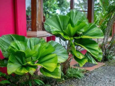 PROPERTY WITH OCEAN VIEW, IN ESCALERAS – 0.7 ACRES, photo 31