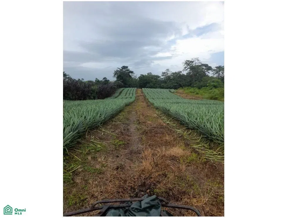 Upala, Upala, Alajuela 1