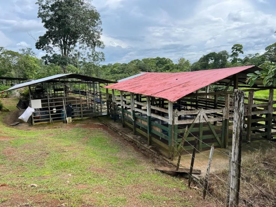 Finca Lechera en Producción en la Zona Norte - Venta en Los Chiles
