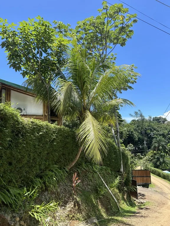 Cabinas Bambura: Cabinas Bambura: Successful Airbnb Business with Stunning Mountain & Jungle View, photo 3