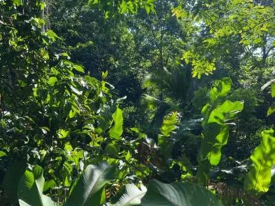 🌿🌳OPORTUNIDAD IMPERDIBLE🌿Finca en venta — 5.5 ha naturaleza pura y excelente ubicación