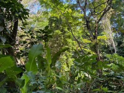 🌿🌳OPORTUNIDAD IMPERDIBLE🌿Finca en venta — 5.5 ha naturaleza pura y excelente ubicación, photo 2