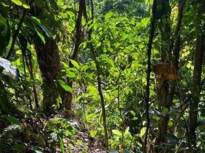 🌿🌳OPORTUNIDAD IMPERDIBLE🌿Finca en venta — 5.5 ha naturaleza pura y excelente ubicación, photo 3