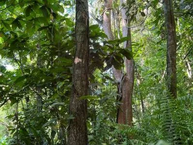 🌿🌳OPORTUNIDAD IMPERDIBLE🌿Finca en venta — 5.5 ha naturaleza pura y excelente ubicación, photo 4