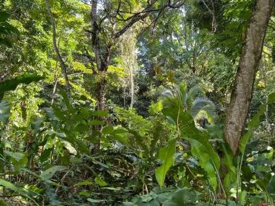 🌿🌳OPORTUNIDAD IMPERDIBLE🌿Finca en venta — 5.5 ha naturaleza pura y excelente ubicación, photo 5
