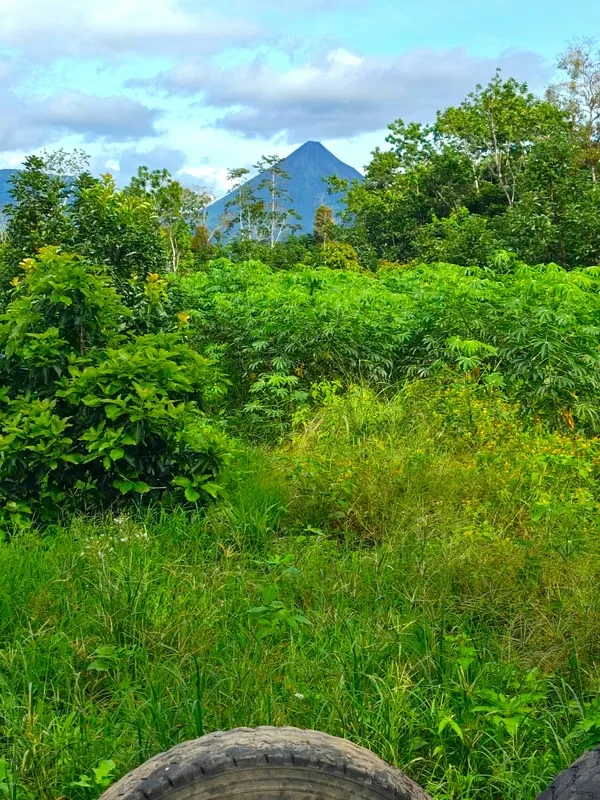 Farm for Sale with Cabin and Crops | 14,300 m² | Arenal Volcano View, photo 14