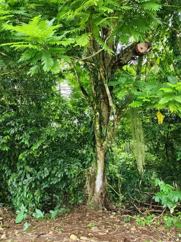 Farm for Sale with Cabin and Crops | 14,300 m² | Arenal Volcano View, photo 15