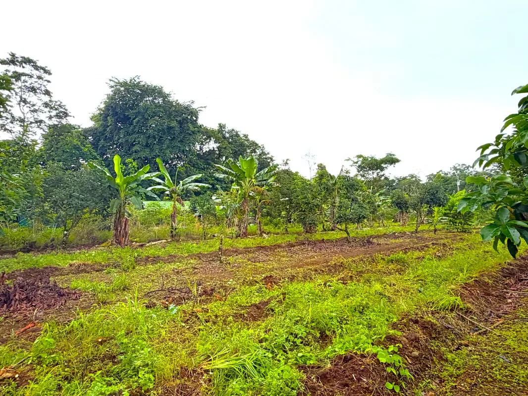 Farm for Sale with Cabin and Crops | 14,300 m² | Arenal Volcano View, photo 5