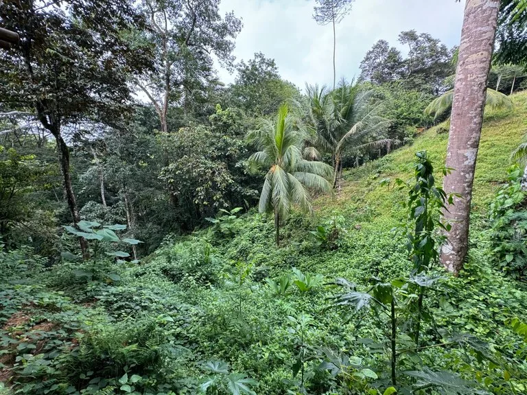0.69 ACRES – Bamboo And Wooden Commercial Building On The Paved Coastal Highway Between Uvita And Ojochal!!!: Near the Coast, Riverfront, Mountain and Countryside Mixed Use Building For Sale in Uvita, photo 10