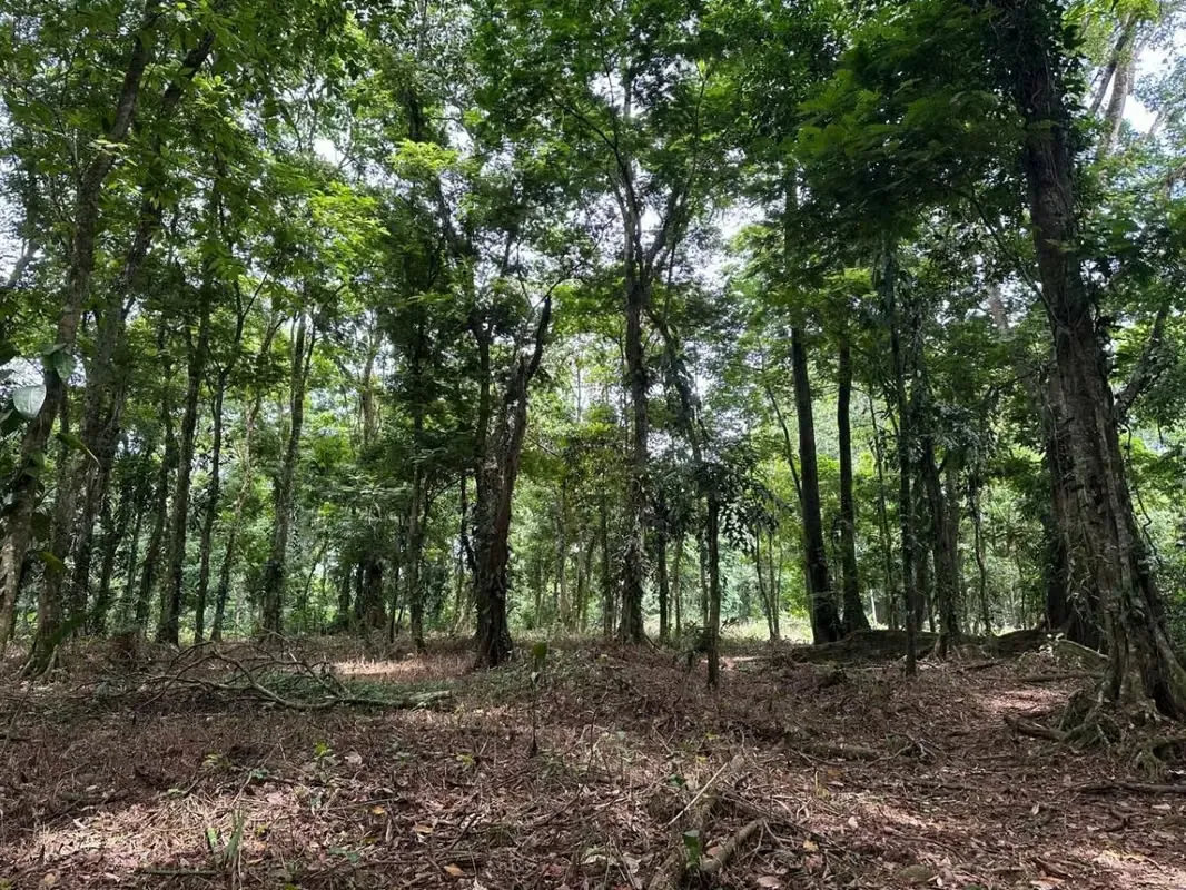 FOR SALE: BEAUTIFUL STATE IN HORQUETAS DE SARAPIQUÍ, COSTA RICA, photo 11