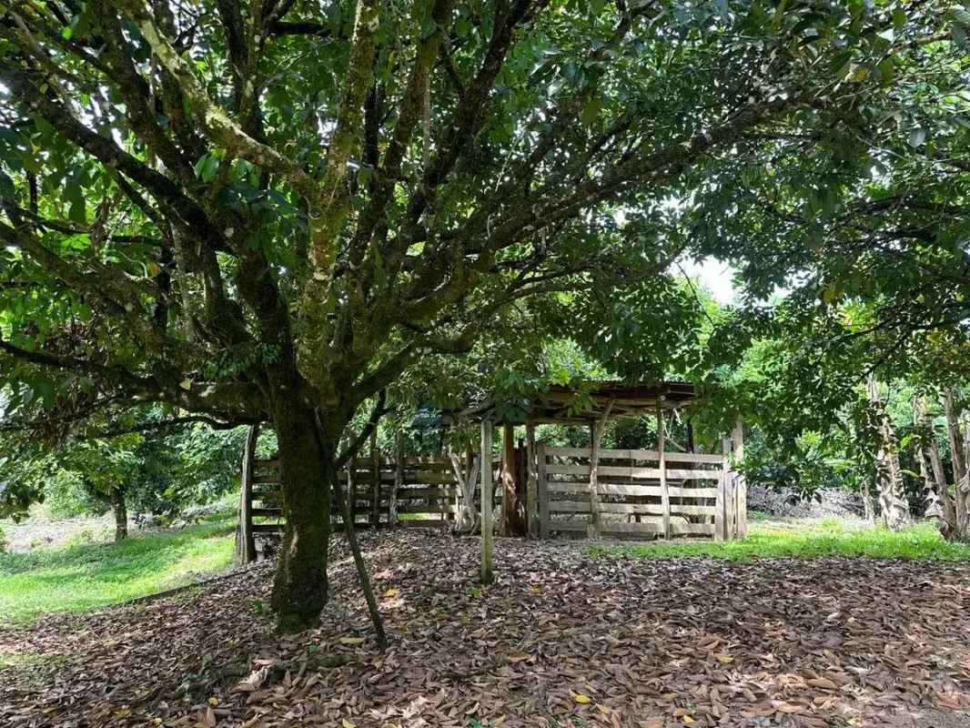 FOR SALE: BEAUTIFUL STATE IN HORQUETAS DE SARAPIQUÍ, COSTA RICA, photo 6
