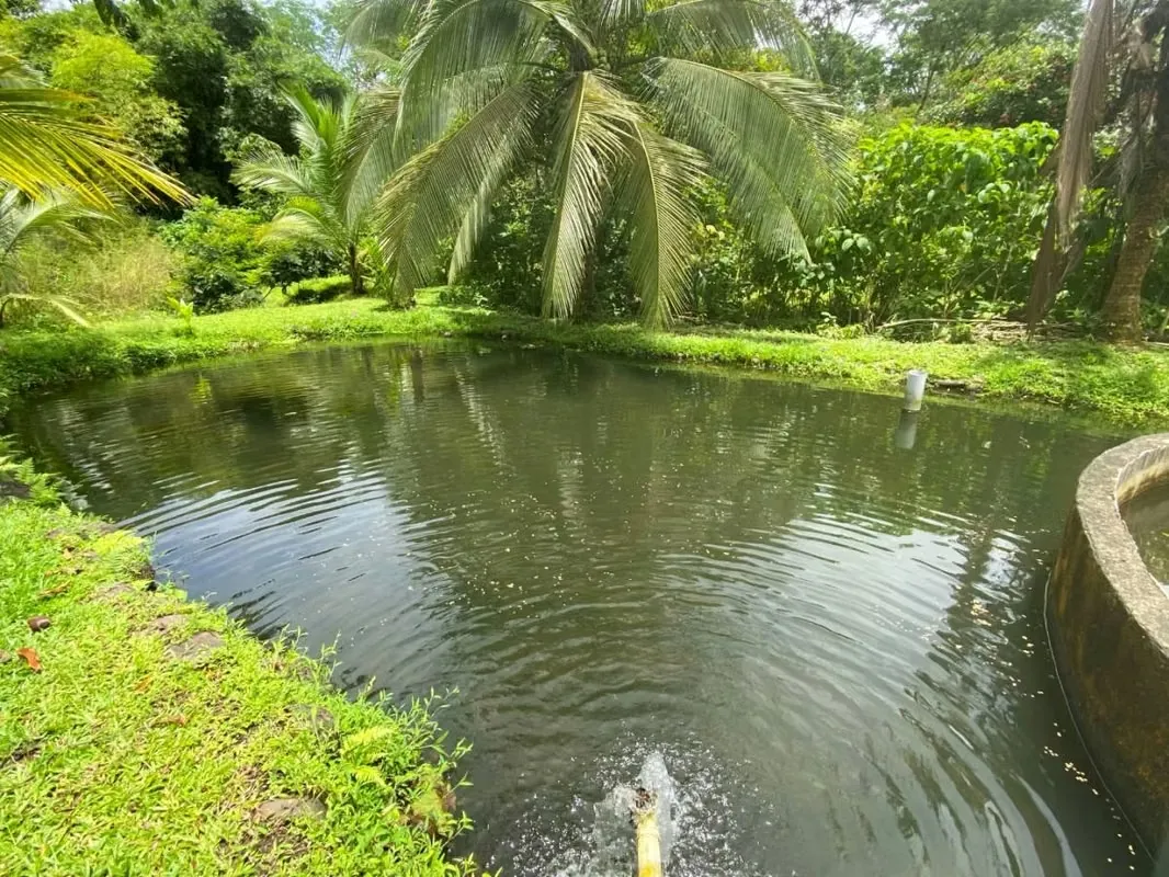 FOR SALE: BEAUTIFUL STATE IN HORQUETAS DE SARAPIQUÍ, COSTA RICA, photo 7