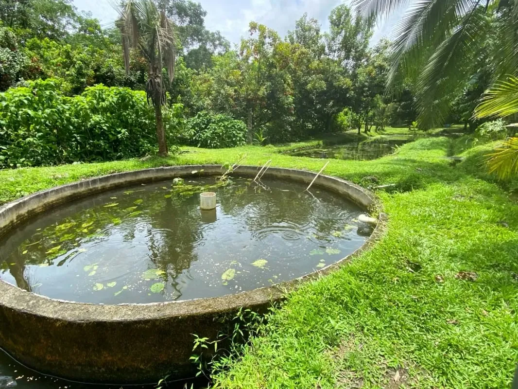 FOR SALE: BEAUTIFUL STATE IN HORQUETAS DE SARAPIQUÍ, COSTA RICA, photo 8