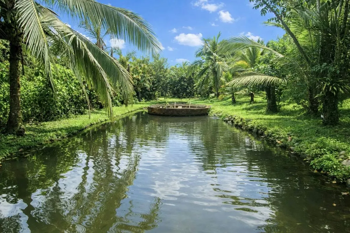 FOR SALE: BEAUTIFUL STATE IN HORQUETAS DE SARAPIQUÍ, COSTA RICA, photo 9