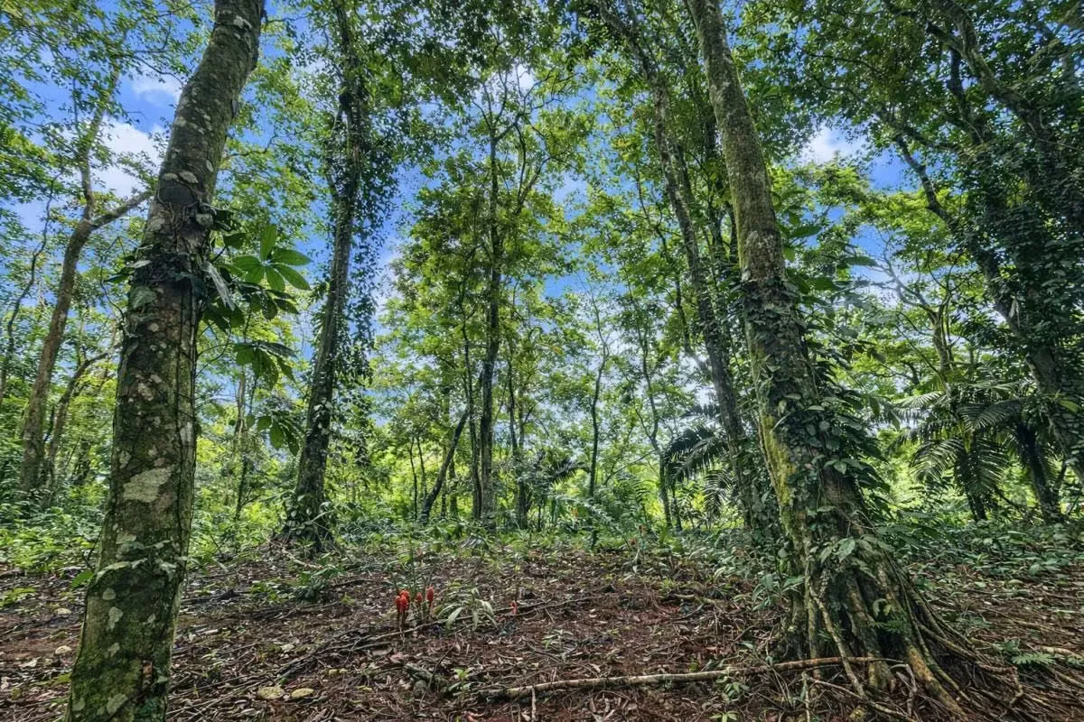 FOR SALE: BEAUTIFUL STATE IN HORQUETAS DE SARAPIQUÍ, COSTA RICA, photo 10