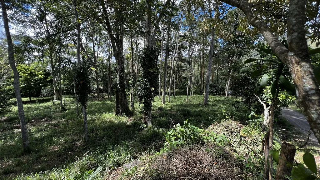Development Land for Sale in Chimirol de Rivas: 58-Acre Mountain and Riverfront Estate on Chirripo River, photo 7