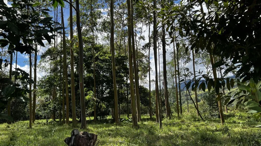 Development Land for Sale in Chimirol de Rivas: 58-Acre Mountain and Riverfront Estate on Chirripo River, photo 9