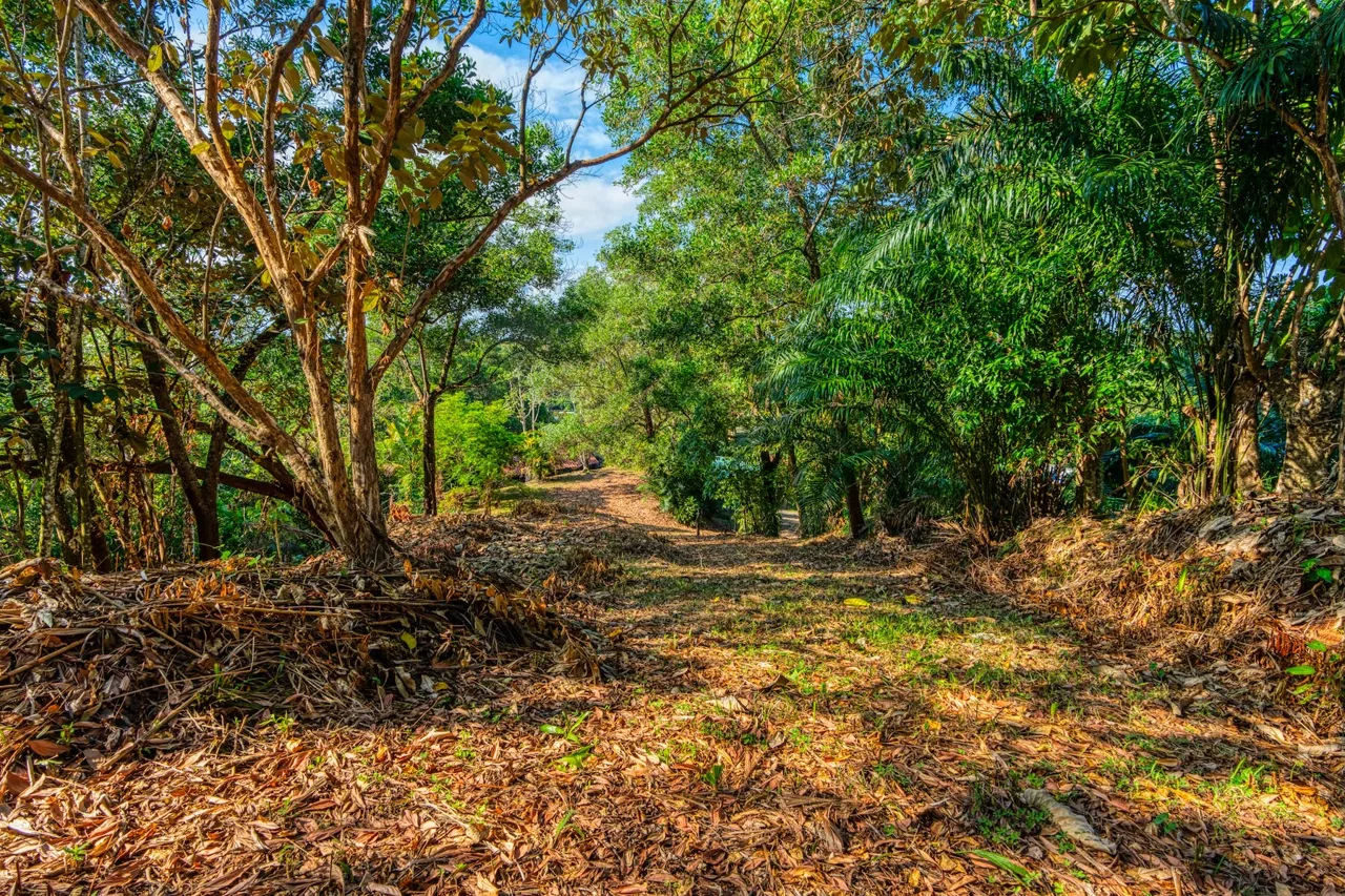 BUILDING PROPERTY A STEPS OF BAHIA CENTER, IN BAHIA BALLENA – 5.65 ACRES, photo 17
