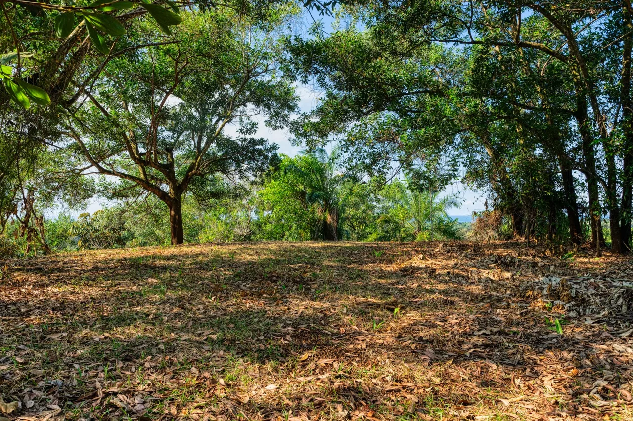 BUILDING PROPERTY A STEPS OF BAHIA CENTER, IN BAHIA BALLENA – 5.65 ACRES, photo 21