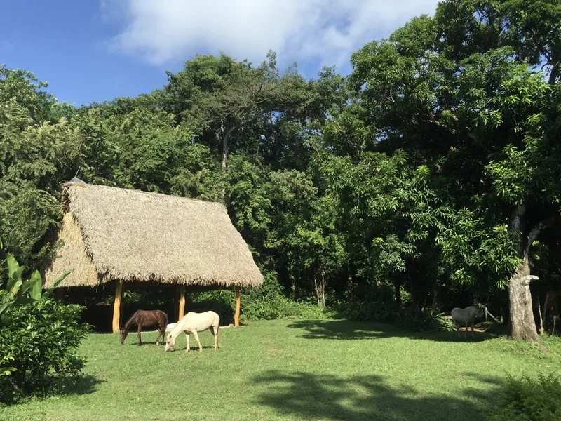 Land For Sale in Playa Guiones, photo 7