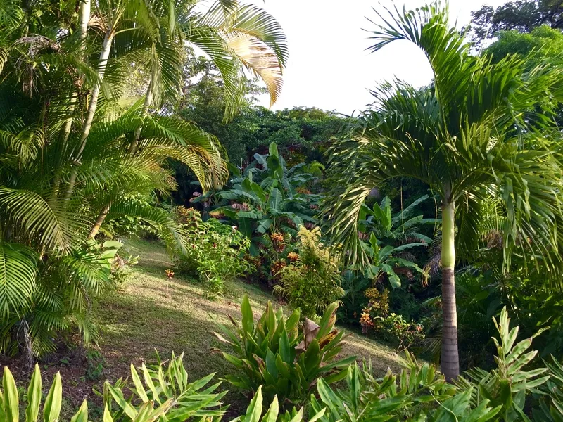 Land For Sale in Playa Guiones, photo 8