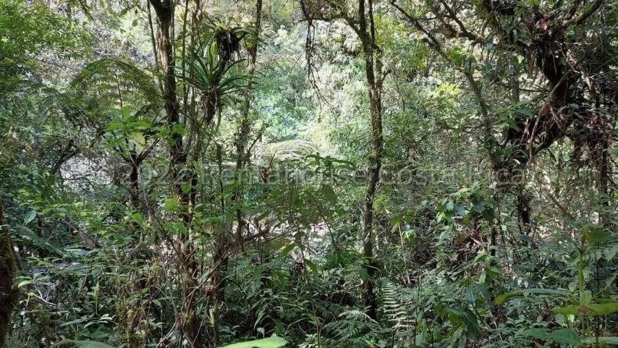 MLS-24-1860 LS VENTA LOTE DE 156.000M2 SAN JERONIMO MORAVIA - Venta en SAN JERONIMO MORAVIA, photo 14
