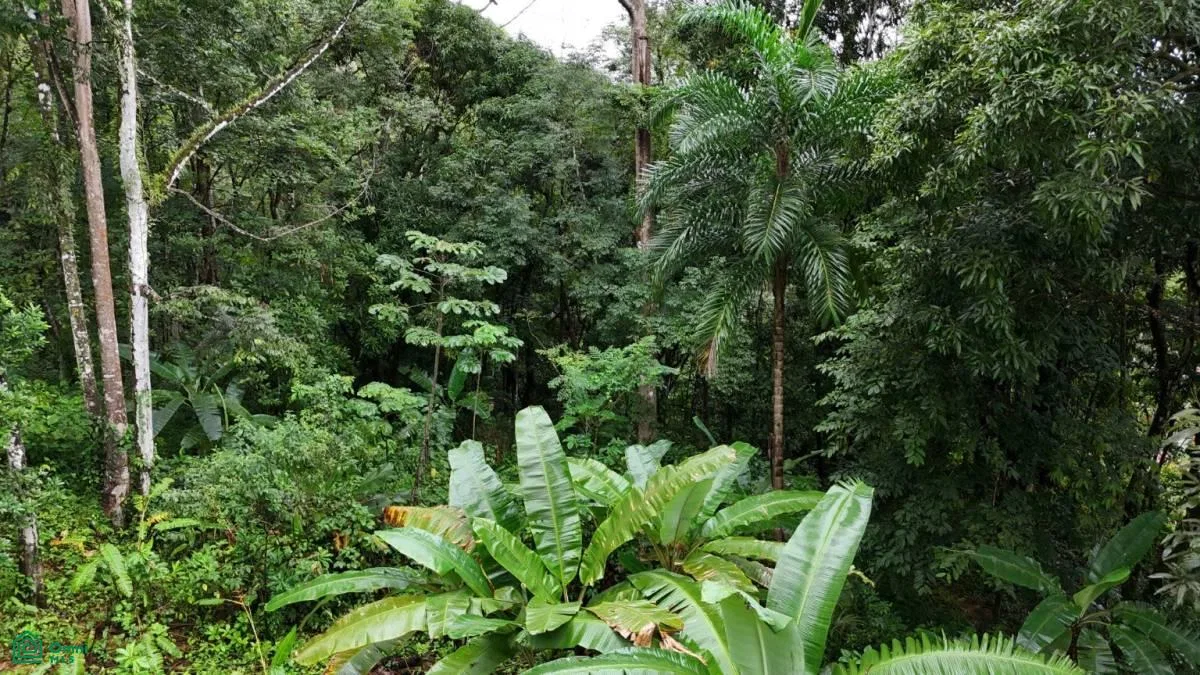 Tropical Oasis with Unmatched Views of the Diamante Waterfall , Tinamaste, Perez Zeledon, San Jose, photo 9