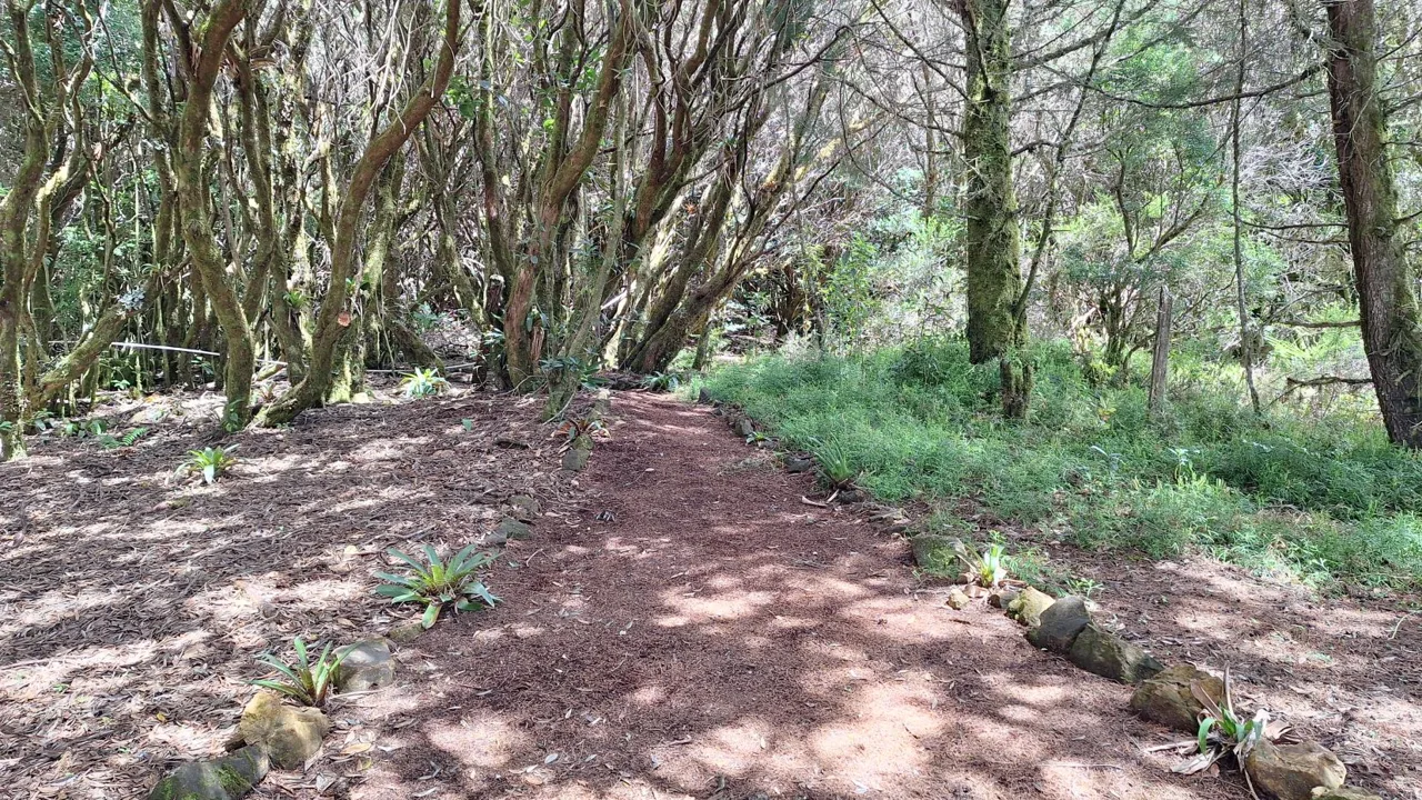 Beautiful Cabin For Sale In The Heart Of Primary Forest With Stunning Ocean Views In Perez Zeledon, photo 13