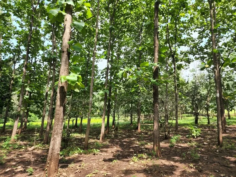 INVEST IN A TEAK PLANTATION FOR 25 YEARS