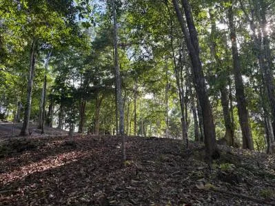 Tres Lotes con Título de Propiedad en las Montañas de Punta Uva, photo 4