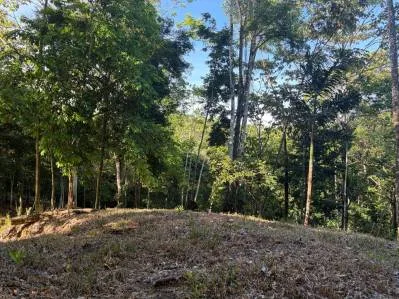 Tres Lotes con Título de Propiedad en las Montañas de Punta Uva, photo 5