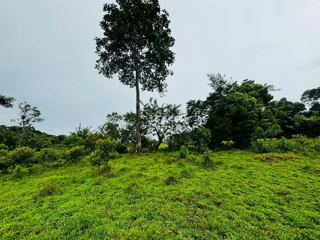 ¡OPORTUNIDAD ÚNICA EN GUÁPILES! 5.5 HECTÁREAS DE NATURALEZA Y POTENCIAL