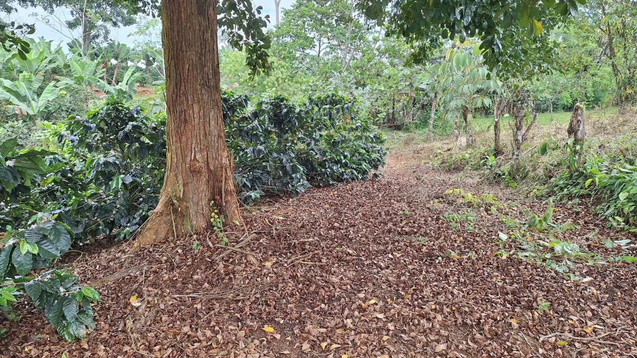 Beautiful Property For Sale In The Heart Of Santa Elena With High Development Potential, photo 6