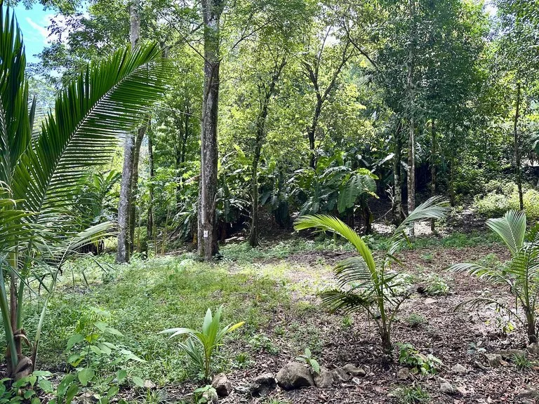 Home Construction Site in Puerto Jimenez, photo 4