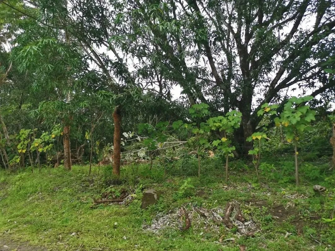 Venta de Finca en Esparza a solo 5 minutos del Centro., photo 2