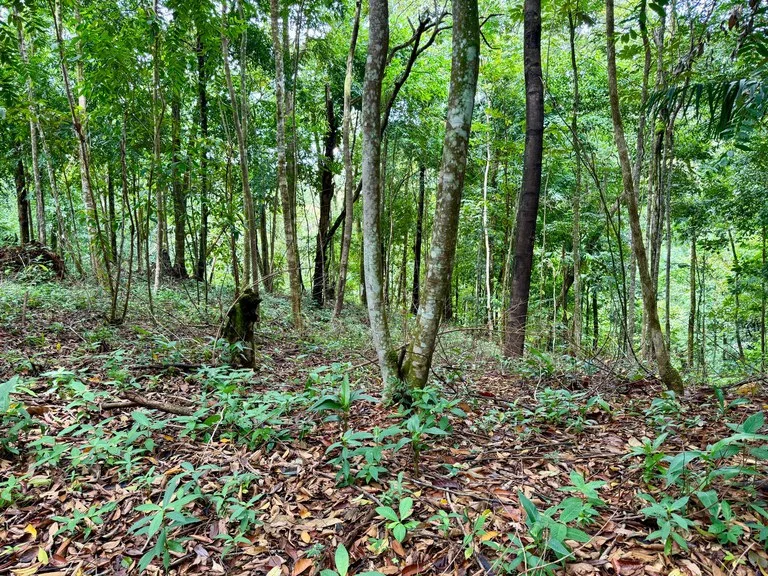 1.65 ACRES – Amazing Sunset Ocean View Property With Huge Building Area, Great Access, Perfect For a Hotel Or Estate!!!, photo 6