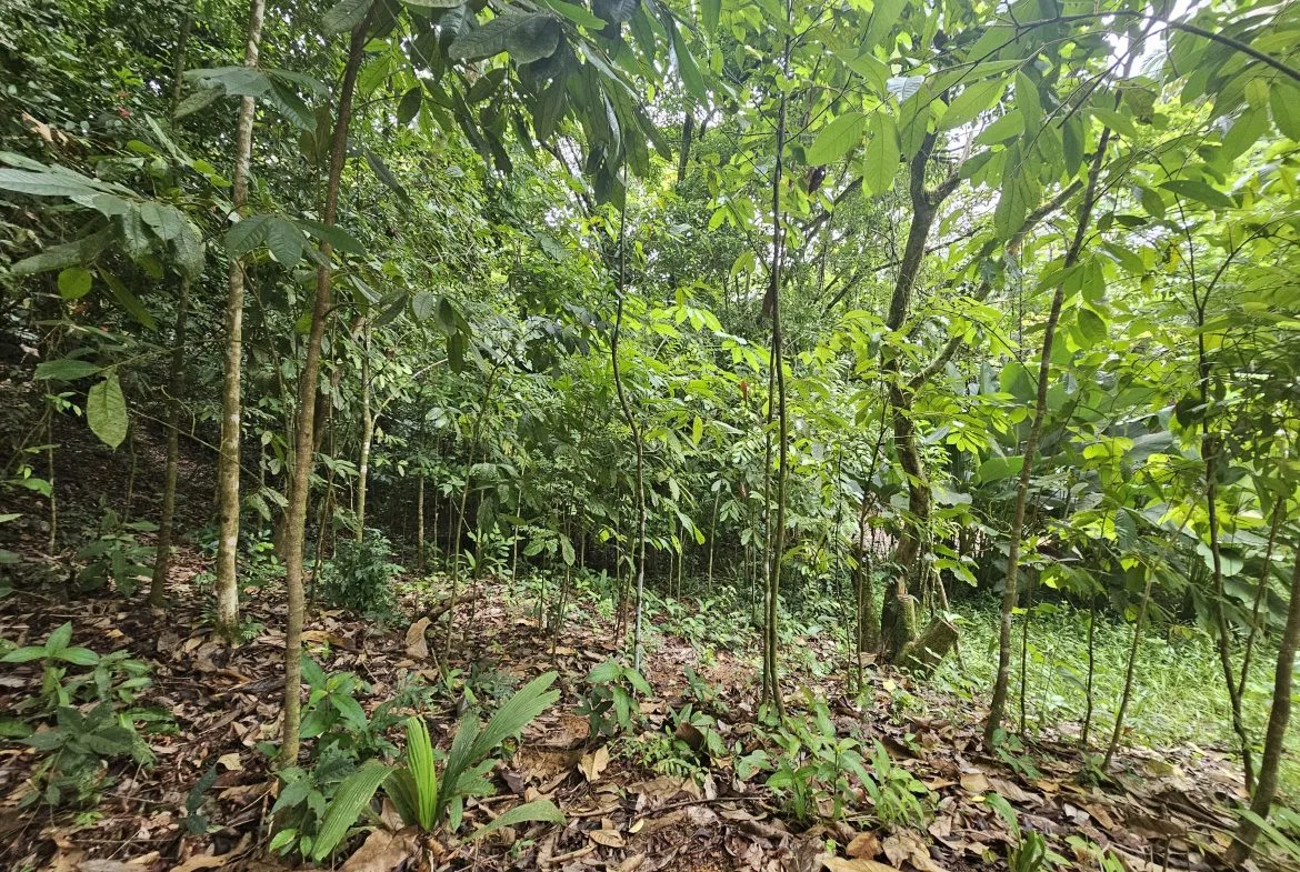 BEAUTIFUL LOT IN UVITA, photo 14