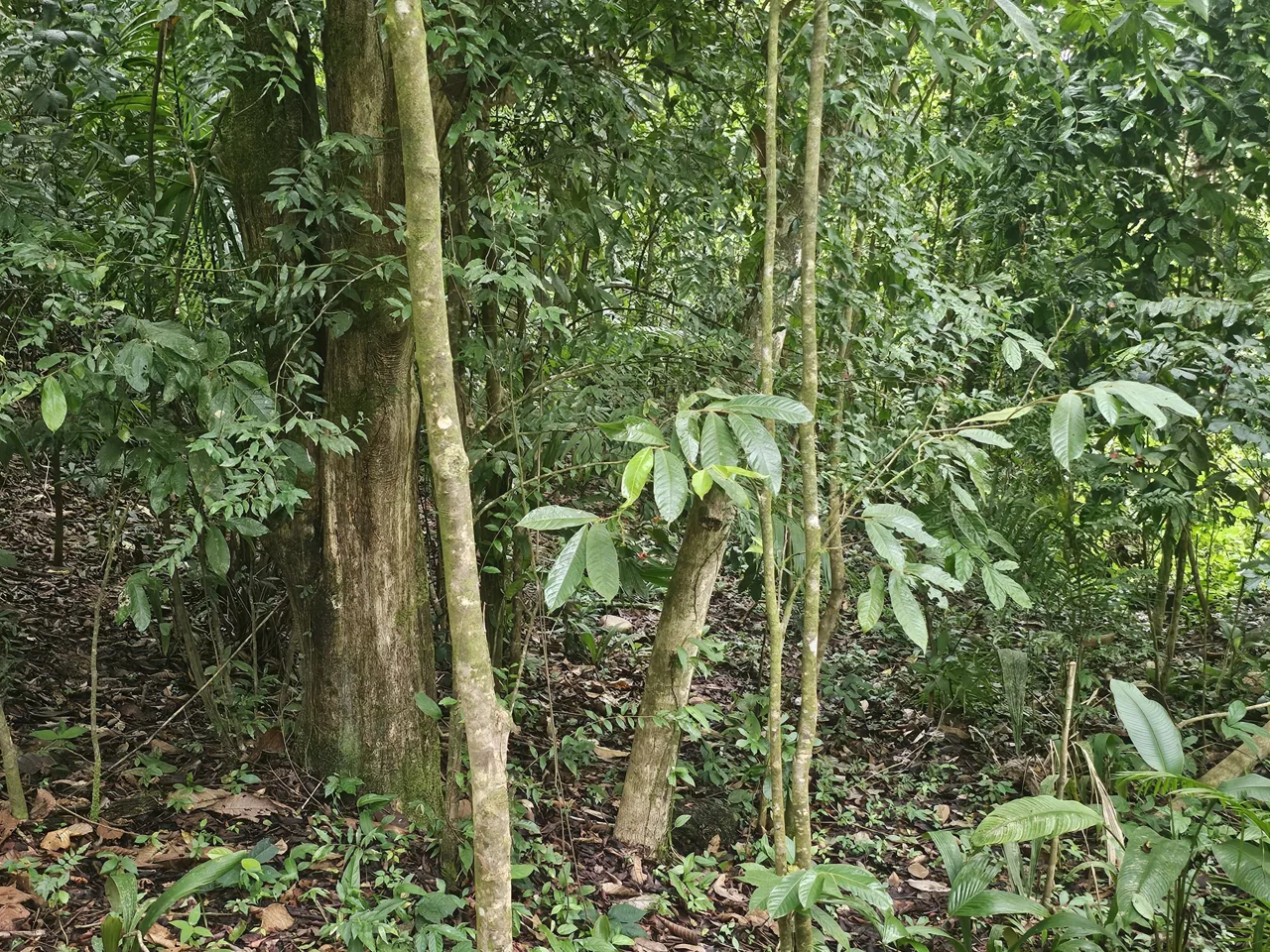 BEAUTIFUL LOT IN UVITA, photo 15