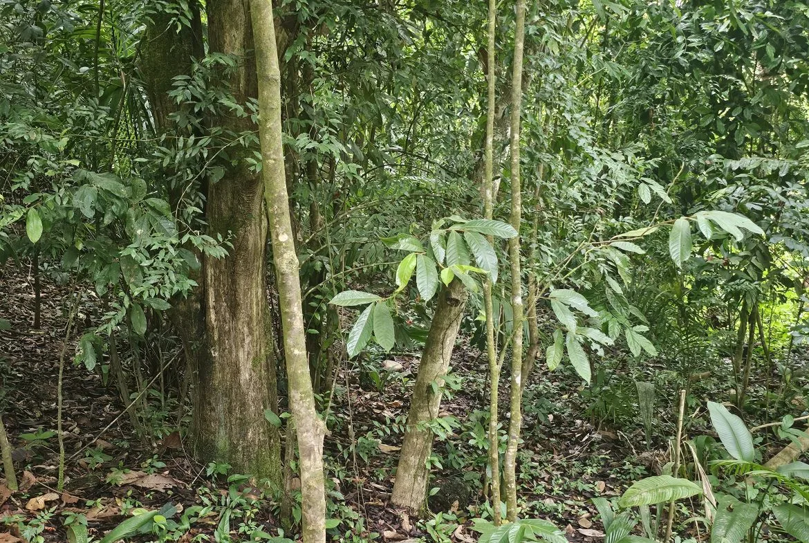 BEAUTIFUL LOT IN UVITA, photo 16