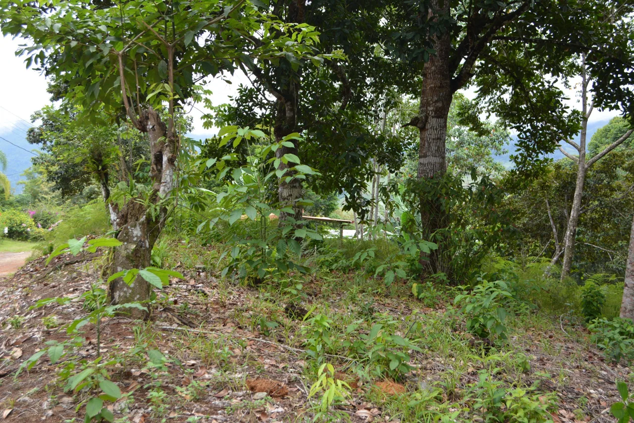 WALKING DISTANCE TO TOWN FORESTED LAND- 7.6 ACRES