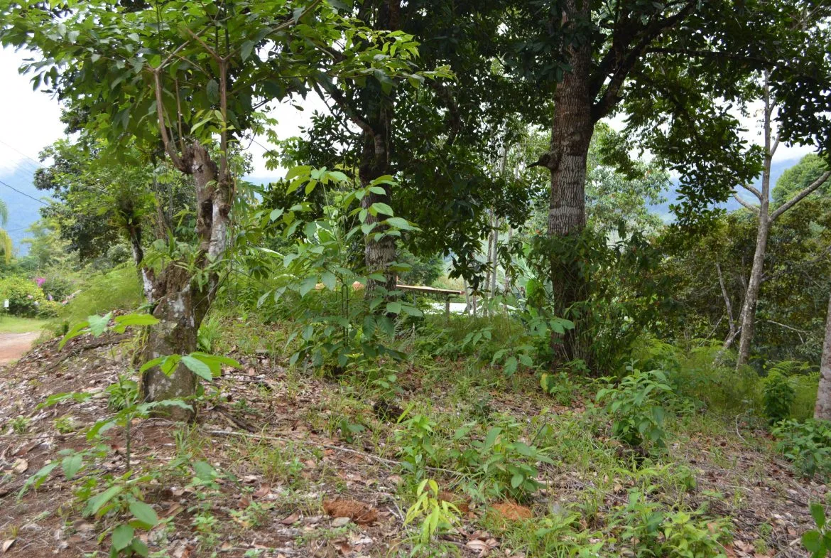 WALKING DISTANCE TO TOWN FORESTED LAND- 7.6 ACRES, photo 2