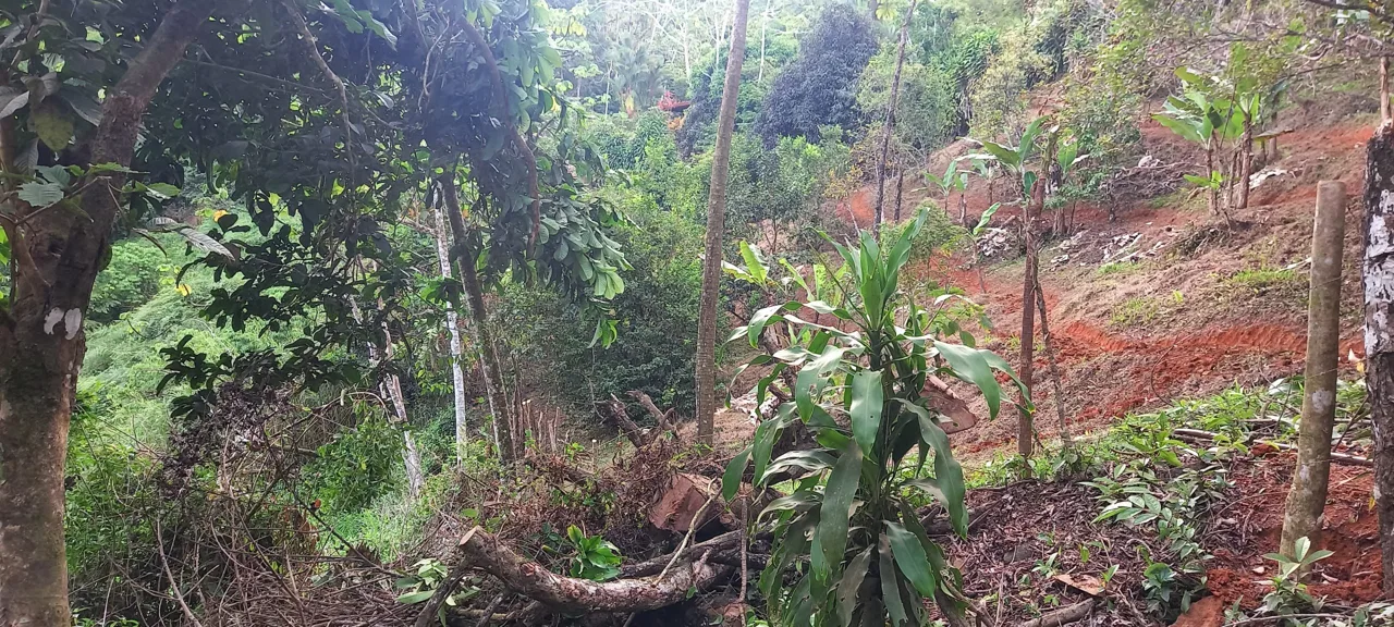 WALKING DISTANCE TO TOWN FORESTED LAND- 7.6 ACRES, photo 11