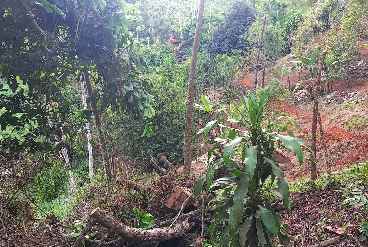 WALKING DISTANCE TO TOWN FORESTED LAND- 7.6 ACRES, photo 12