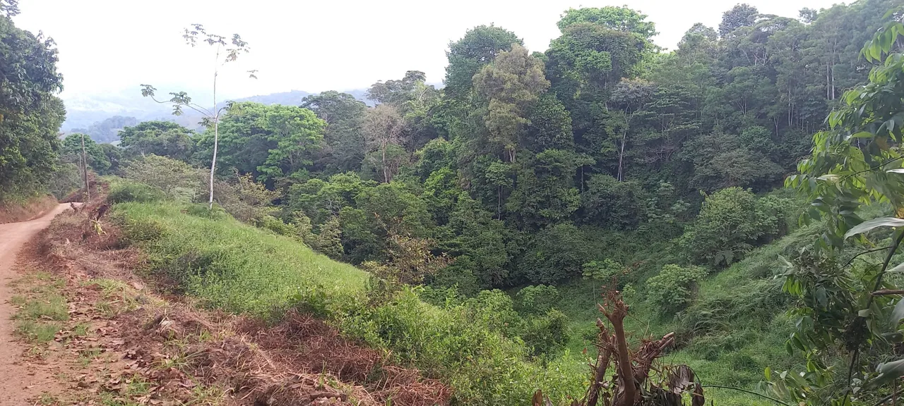WALKING DISTANCE TO TOWN FORESTED LAND- 7.6 ACRES, photo 13