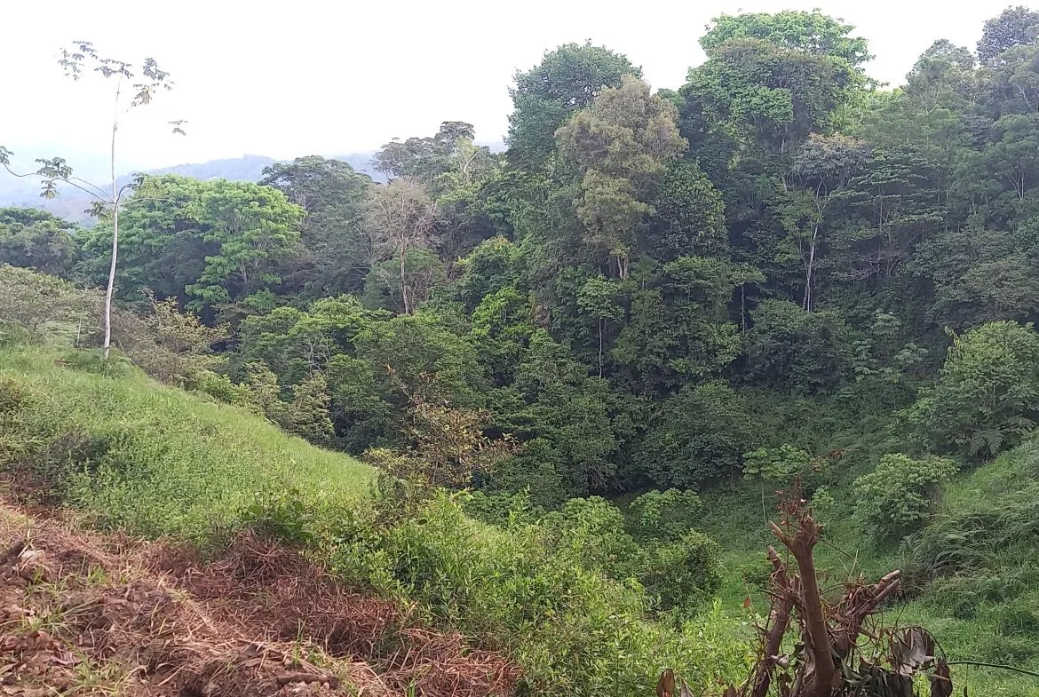 WALKING DISTANCE TO TOWN FORESTED LAND- 7.6 ACRES, photo 14