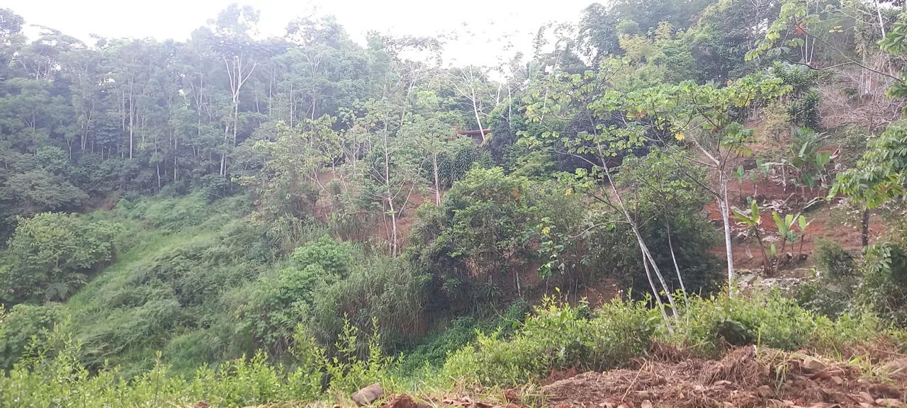 WALKING DISTANCE TO TOWN FORESTED LAND- 7.6 ACRES, photo 15