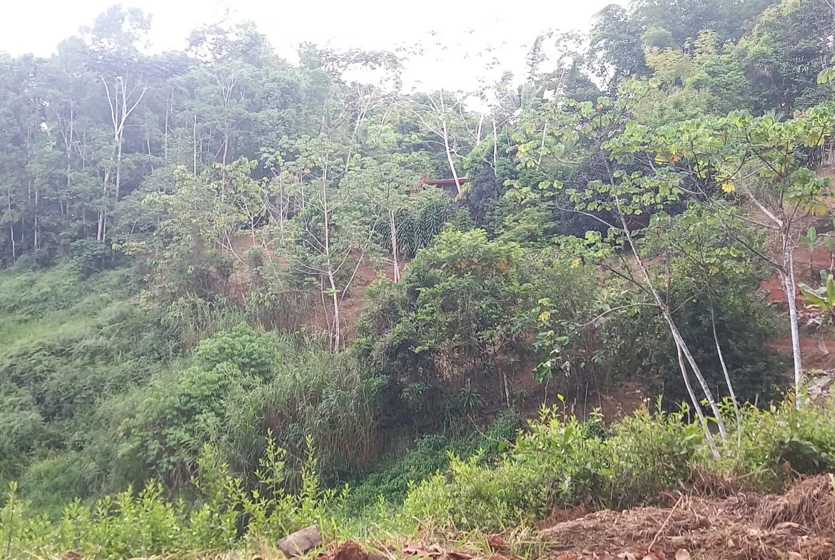 WALKING DISTANCE TO TOWN FORESTED LAND- 7.6 ACRES, photo 16